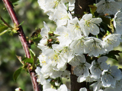 Зима з гойдалками температур: як підготуватися до пошкоджень саду