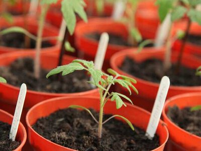 Посівний календар березня 2026: кращі дні для розсади та максимального врожаю