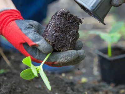 Весняні роботи в саду: що потрібно зробити насамперед вже у березні