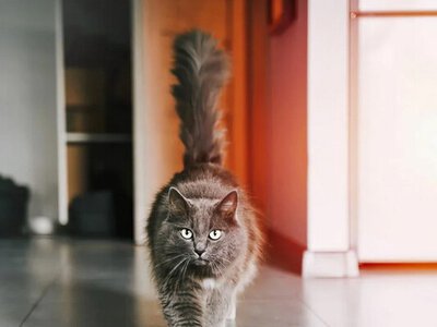 6 приємних «фраз», які кішка «говорить» вам хвостом: пояснення ветеринара