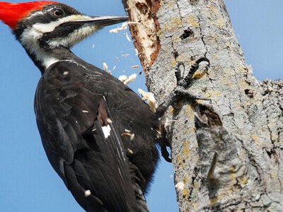 Чому дятел не гине від ударів, які смертельні для людини