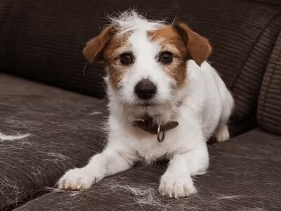 Линяння: як зменшити пухнастість вашого чотирилапого друга