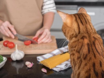 Смертельно небезпечна їжа для кішок: цих продуктів варто уникати