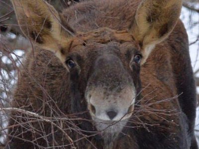 Весняна усмішка з Чорнобиля: у заповіднику зафіксували величного лося-фотомодель