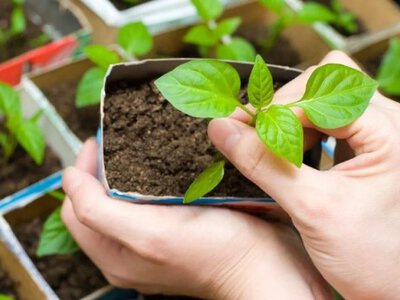 Березень вирішує все: одна помилка в саду — і врожаю не буде