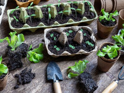 Як почати вирощувати розсаду вдома: поради для новачків