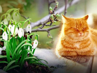 Як плавно перейти від зими до весни: поради з різних сфер життя