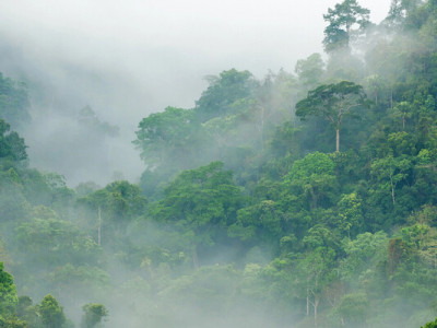 Які звуки найефективніше заспокоюють людину і чому