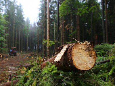 Незаконні рубки у заповідниках та лісах і десятки мільйонів збитків довкіллю - Кравченко розповів про п'ять кейсів