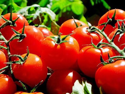 Секрет гарного врожаю томатів і перцю