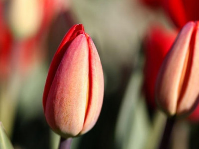 Тюльпаноманія: як одна квітка викликала першу фінансову бульбашку в історії