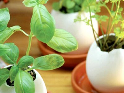 Еко-город на підвіконні: навіщо садити розсаду в шкаралупу та чайні пакетики