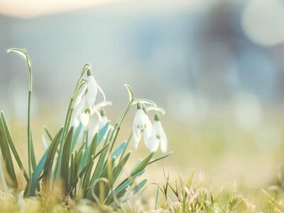 Весна близько: сонячна та суха погода по всій Україні 7-8 березня