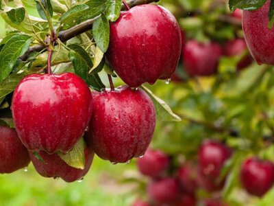 Ціни на яблука в Україні помітно зросли 