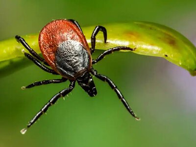 Сезон кліщів 2026: коли з’являються кліщі та як захиститися від укусів