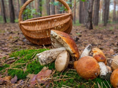 Тихе полювання розпочалось: які гриби збирати весною та що слід пам'ятати?