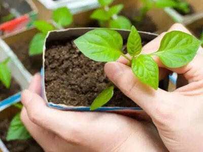 Посівний календар на березень 2026: коли сіяти овочі, щоб отримати щедрий врожай