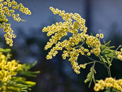 Україну накриває весняне потепління: де буде найтепліше