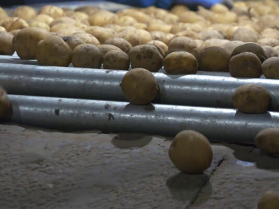 «Зараз сортуємо картоплю - хіт продажів», - аграрій про нові сорти і допомогу від держави