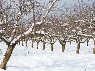 Плодовим деревам поки нічого не загрожує