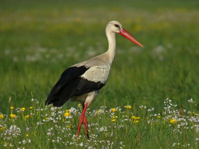 Бузько, боцюн чи гайстер: як називають лелек у різних регіонах та коли чекати їхнього повернення