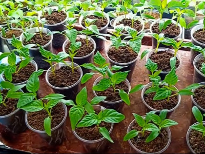 Як виростити розсаду помідорів та перцю: секрети професіоналів