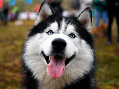 Мережі насмішила хаскі, що видає дивні звуки (відео)