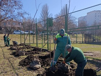 В Одесі з початку року висадили майже 300 нових дерев