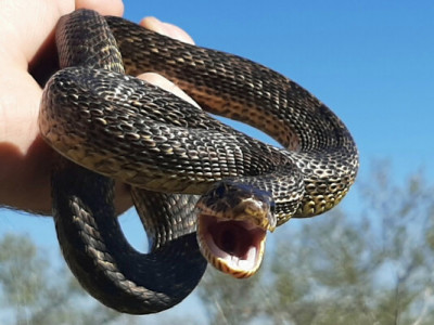 Небезпека під ногами: чому на Дніпропетровщині активізувалися змії та як уберегтися від укусу