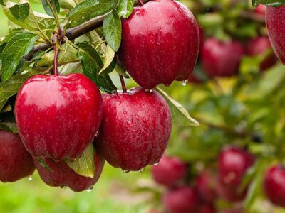 Фермери у захваті: простий крок із яблуками, що економить гроші