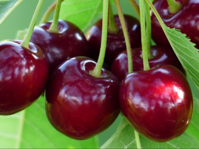 Навіщо ЄС саджанці української вишні