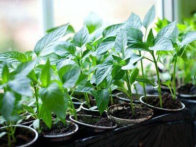 Коли сіяти розсаду у 2026 році? Секрети для перцю та томатів