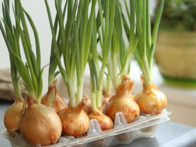 Науковці вразили новими сортами цибулі, що б'ють всі рекорди: що відомо?