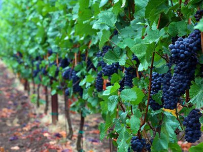 На Миколаївщині створюють унікальні вина між морем та лиманом