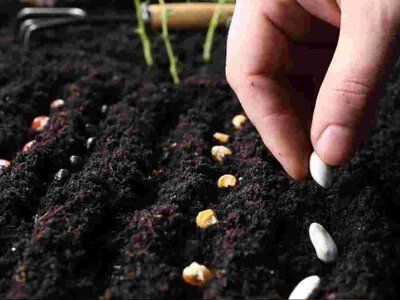 Українці можуть безкоштовно отримати насіння для городу