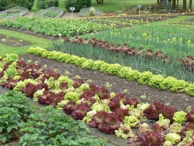 Революція в міжряддях: чому «жива мульча» краща за чорний пар