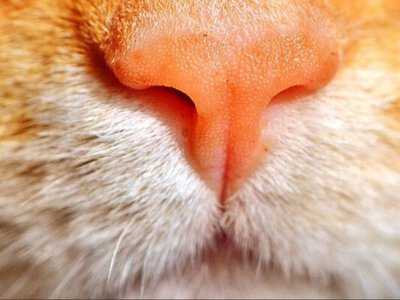 Про це мало, хто здогадується: 8 запахів, які змушують вашого кота лютувати