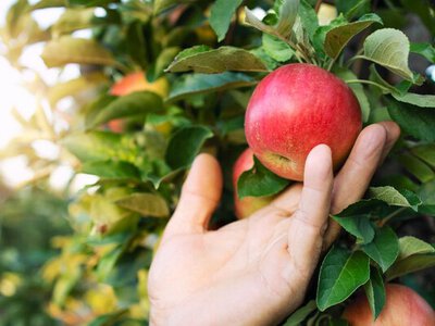 Українські садівники придивляються до Індії: експорт яблук може сягнути пів мільярда гривень