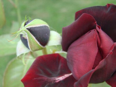 Обріжте троянди саме так – і навіть після холодної зими вони випустять пишні квіти