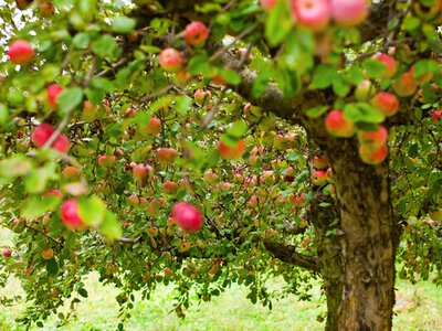 Фруктові дерева, які найкраще ростуть у холодному кліматі - експерти