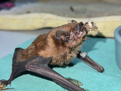 Одразу 900 кажанів зимували в обшивці балкону у Харкові – їм стало затісно, і вони почали пориватися всередину (ФОТО, ВІДЕО)