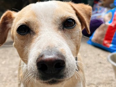 Шість зим, тисячі врятованих життів: як один проєкт змінив долю безпритульних тварин в Україні