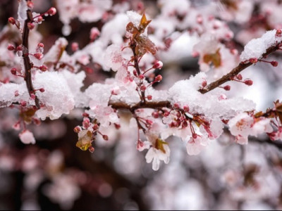 Ситуація неоднозначна. Чи зашкодили морози плодові дерева?