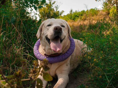 Топ-3 породи собак, які живуть найдовше