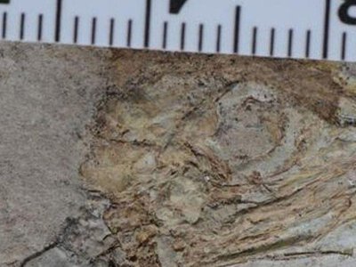 Смертельна трапеза: динозавр у Китаї помер після того, як проковтнув понад 800 каменів