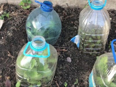 Як зробити мікро-теплиці для розсади своїми руками