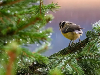 Антициклон Konrad відступає: коли в Україну прийдуть дощі та різке похолодання 