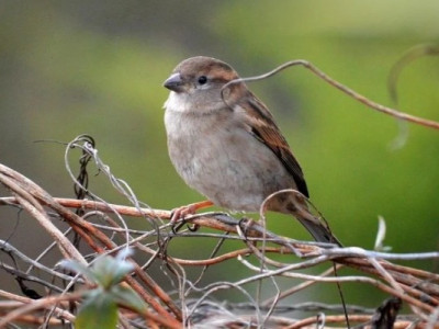 Справжня весна: Україну накриє теплий антициклон