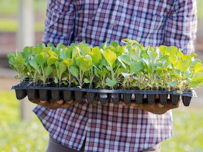 Як врятувати слабку розсаду: поради для сильних сходів