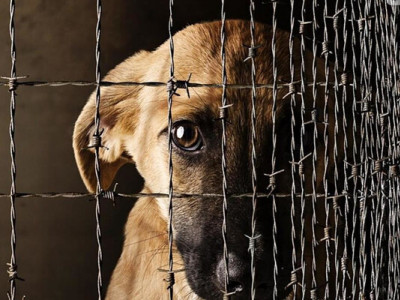 Жорстоке поводження з тваринами: закон і наслідки